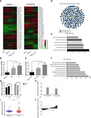 SNHG9, a Papillary Thyroid Cancer Cell Exosome-Enriched lncRNA, Inhibits Cell Autophagy and Promotes Cell Apoptosis of Normal Thyroid Epithelial Cell Nthy-ori-3 Through YBOX3/P21 Pathway